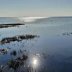 Seebaer Friedrichskoog