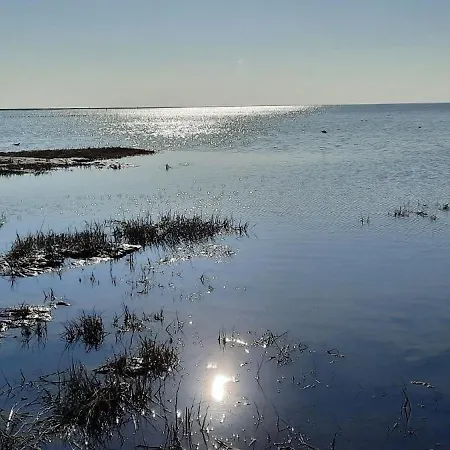 Seebaer Friedrichskoog
